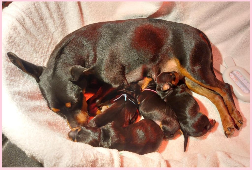 chiot Pinscher nain Della Passionata