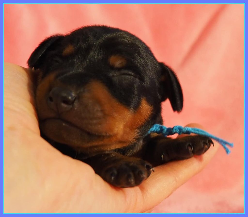 Della Passionata - Chiot disponible  - Pinscher nain