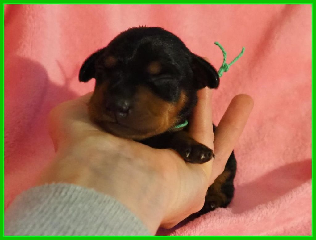 Della Passionata - Chiot disponible  - Pinscher nain