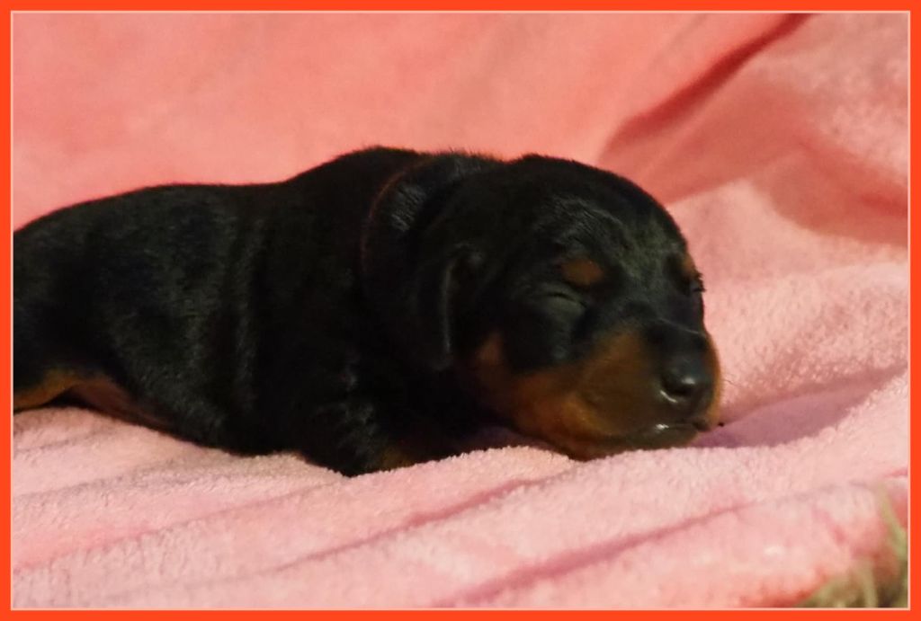 Della Passionata - Chiot disponible  - Pinscher nain