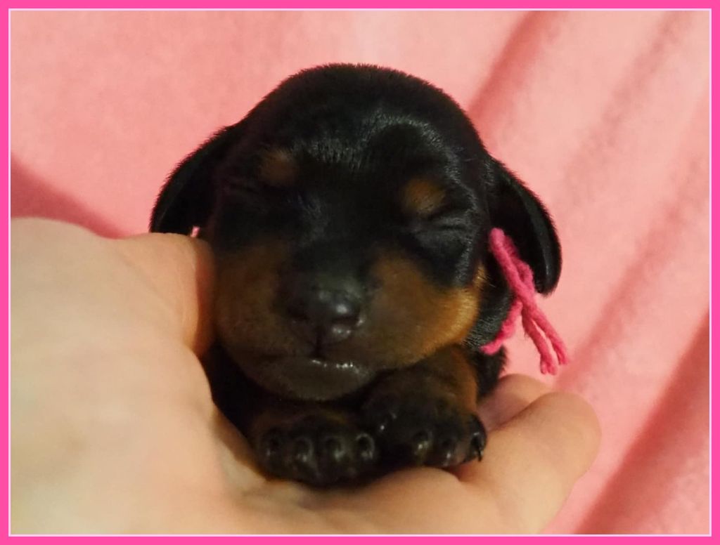 Della Passionata - Chiot disponible  - Pinscher nain